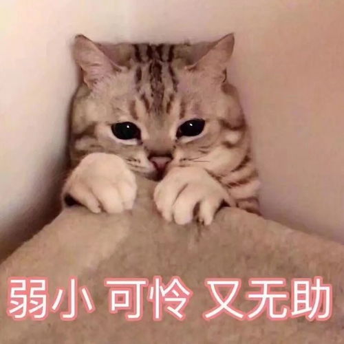 (猫 火车 表情包)寻找猫猫列车的秘密基地：探访全国各地的猫猫列车位置和特点